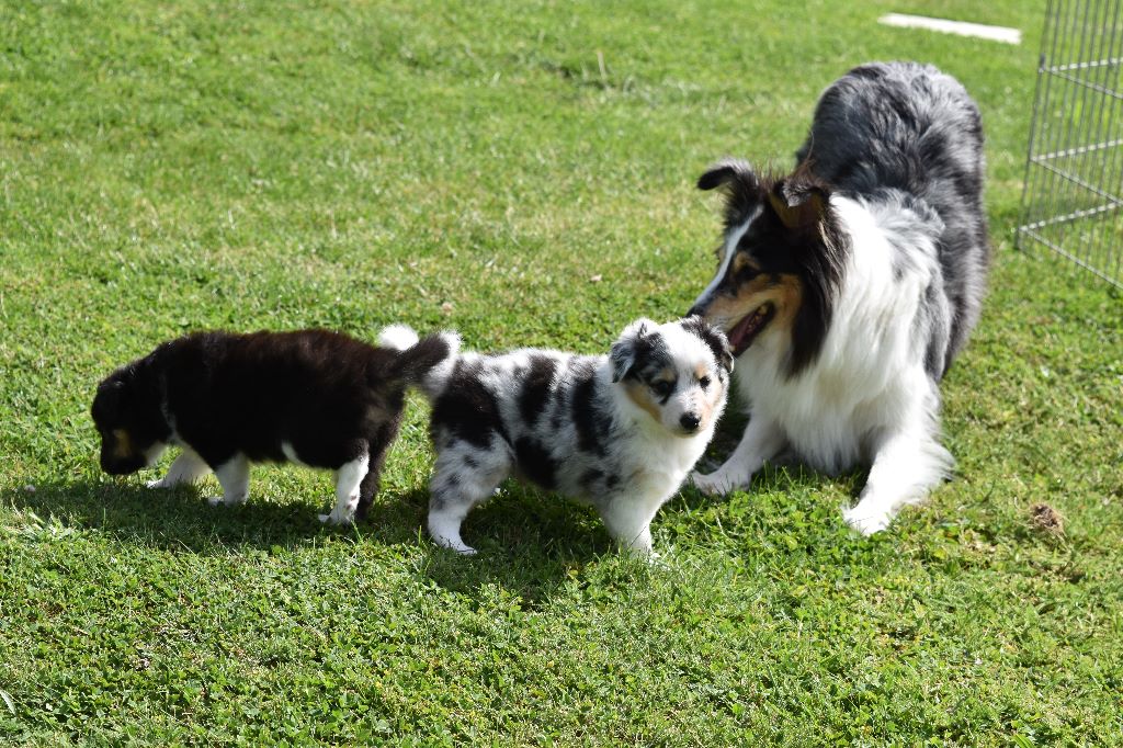 Du Royaume D'hetland - Shetland Sheepdog - Portée née le 18/05/2019