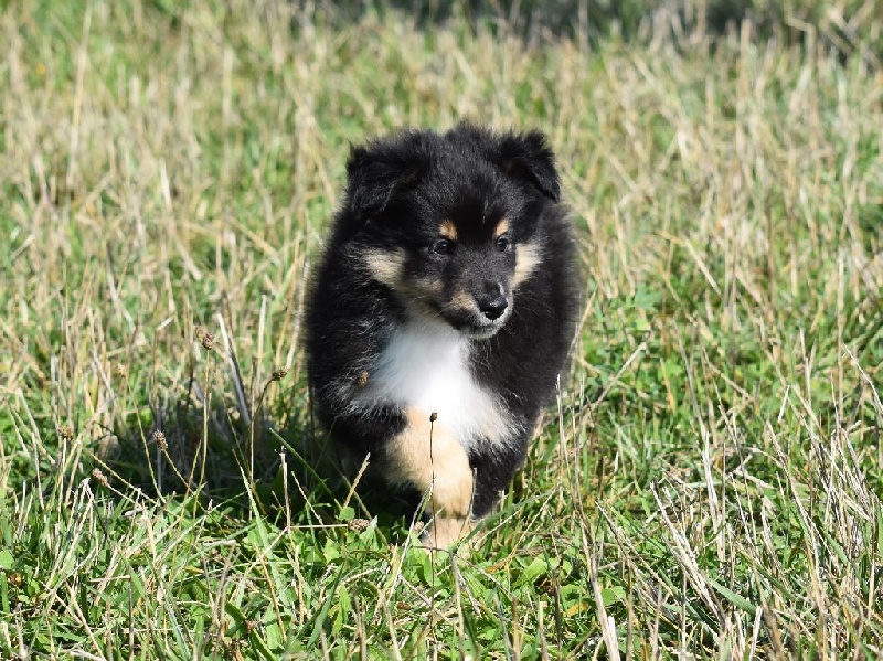 Du Royaume D'hetland - Shetland Sheepdog - Portée née le 21/08/2015